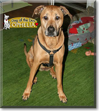 Ophelia, the Dog of the Day Ophelia, the Dog of the Day