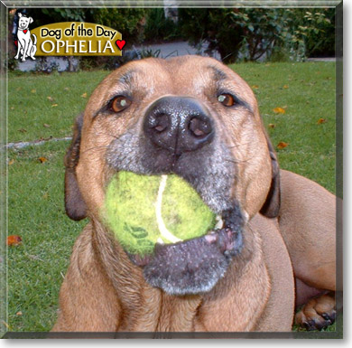 Ophelia, the Dog of the Day
