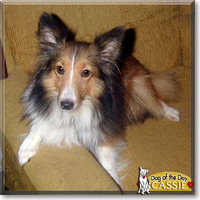 Cassie, the Dog of the Day