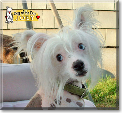 Joey, the Dog of the Day