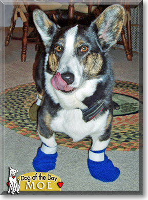 Moe, the Dog of the Day