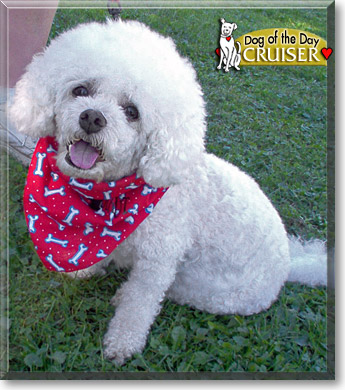 Cruiser, the Dog of the Day Cruiser, the Dog of the Day