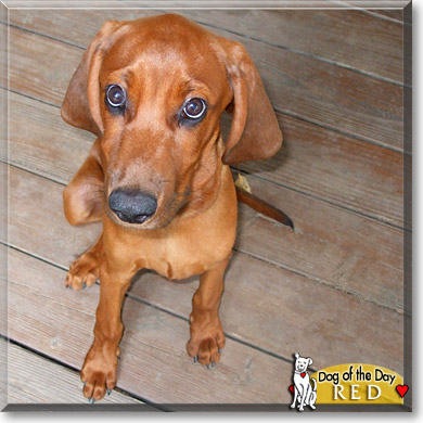 Red, the Dog of the Day