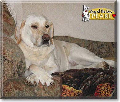 Pearl, the Dog of the Day Pearl, the Dog of the Day