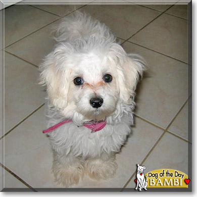 Bambi, the Dog of the Day