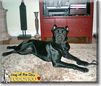 Lodovico, the Dog of the Day