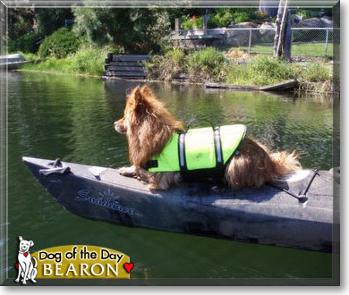 Bearon, the Dog of the Day