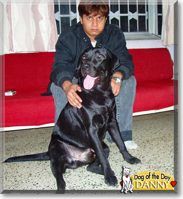 Danny, the Dog of the Day
