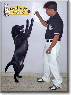 Danny, the Dog of the Day