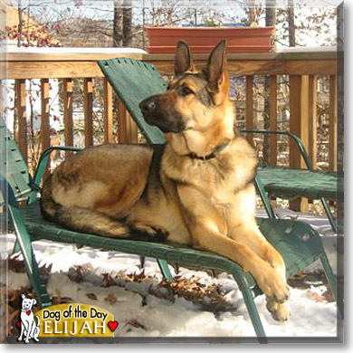 Elijah, the Dog of the Day Elijah, the Dog of the Day