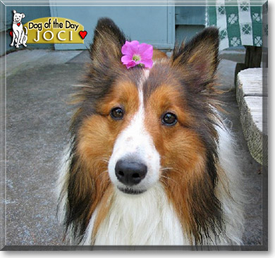 Joci, the Dog of the Day