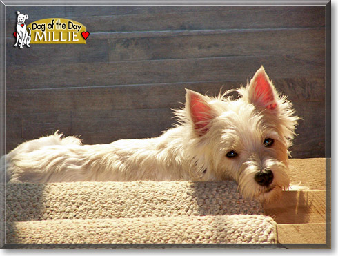 Millie, the Dog of the Day