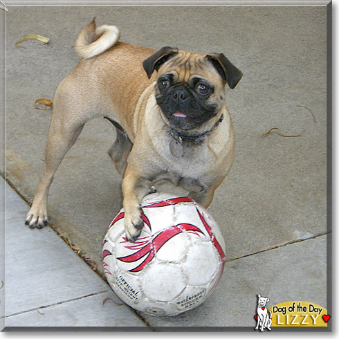 Lizzy, the Dog of the Day