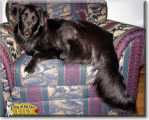 Lily, the Dog of the Day