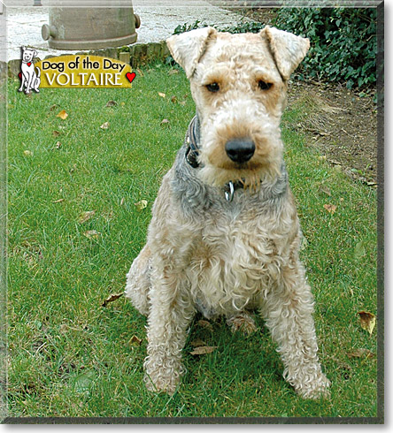 Voltaire, the Dog of the Day Voltaire, the Dog of the Day
