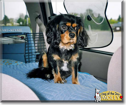 Molly, the Dog of the Day