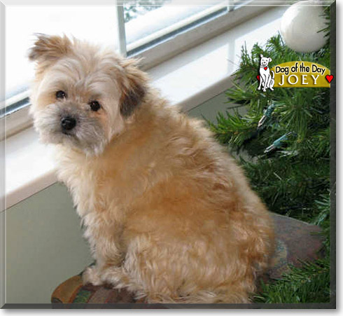 Joey, the Dog of the Day Joey, the Dog of the Day