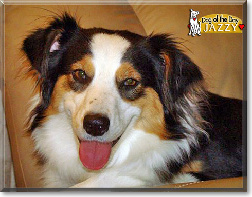 Jazzy, the Dog of the Day