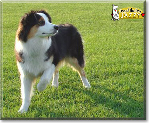Jazzy, the Dog of the Day