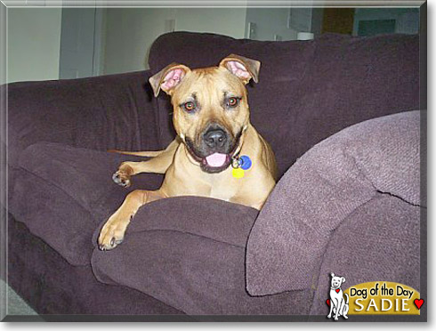 Sadie, the Dog of the Day