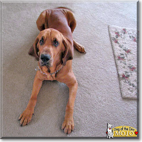 Mojo, the Dog of the Day