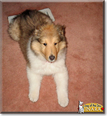 Inara, the Dog of the Day