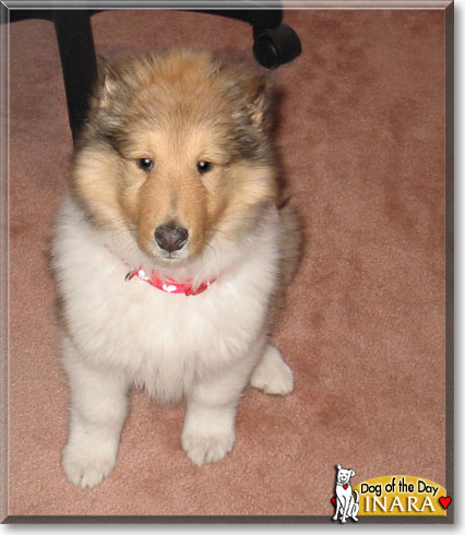 Inara, the Dog of the Day