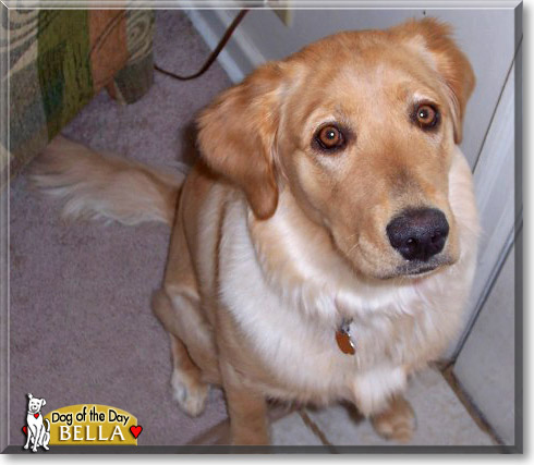Bella, the Dog of the Day
