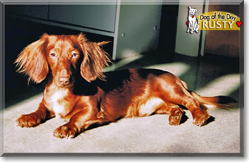 Rusty, the Dog of the Day