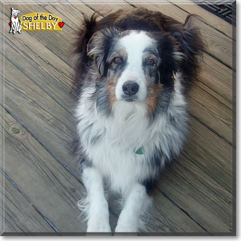 Shelby, the Dog of the Day