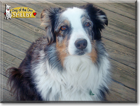 Shelby, the Dog of the Day