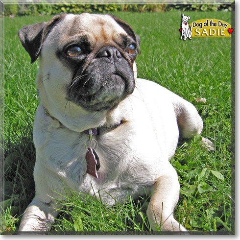 Sadie, the Dog of the Day