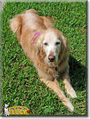 Lucy, the Dog of the Day