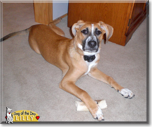 Lilly, the Dog of the Day