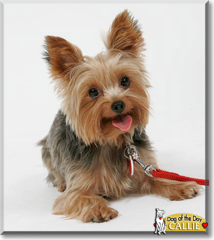 Callie, the Dog of the Day