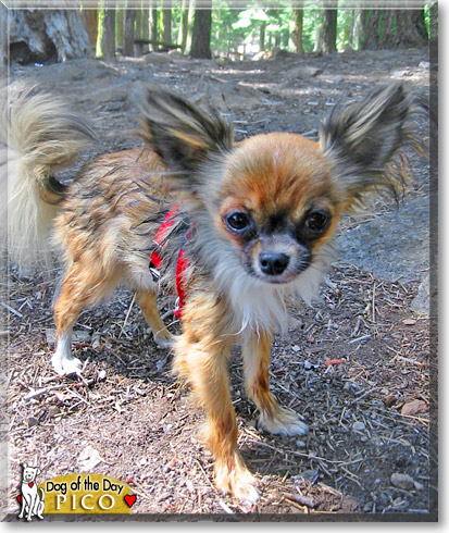 Pico, the Dog of the Day