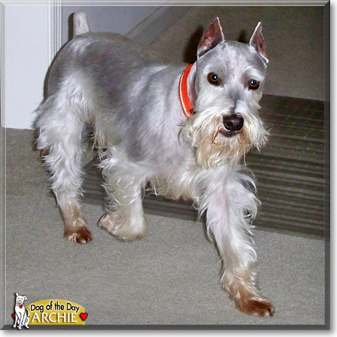 Archie, the Dog of the Day
