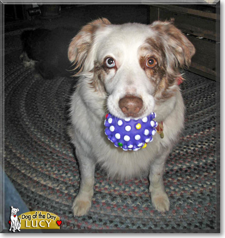 Lucy, the Dog of the Day