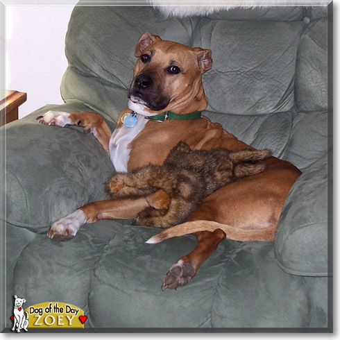 Zoey, the Dog of the Day