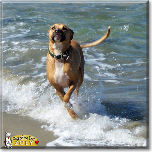 Zoey, the Dog of the Day