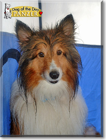 Panzer, the Dog of the Day
