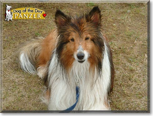 Panzer, the Dog of the Day