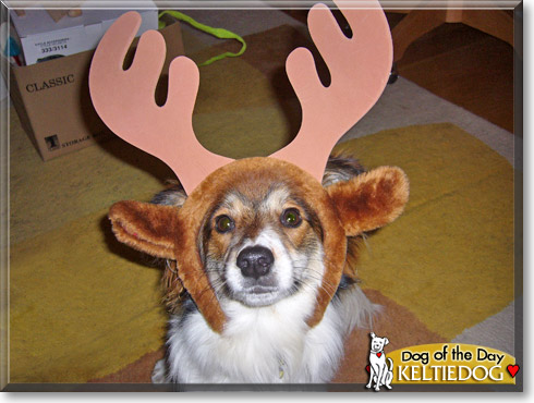 Keltiedog, the Dog of the Day