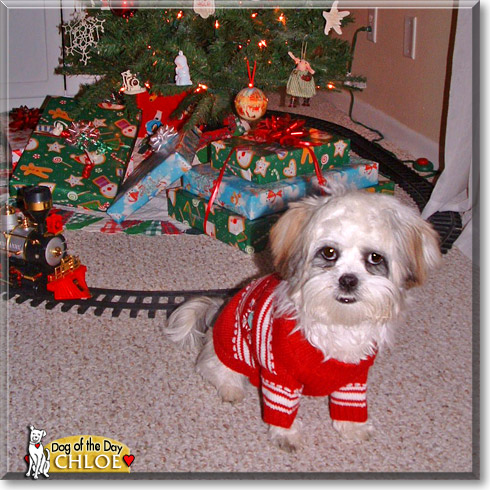 Chloe, the Dog of the Day