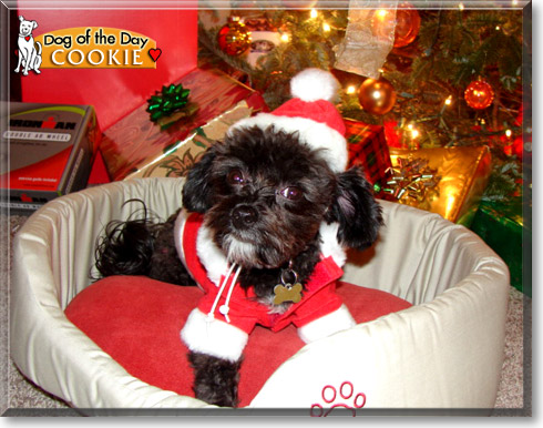 Cookie, the Dog of the Day