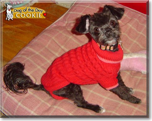 Cookie, the Dog of the Day