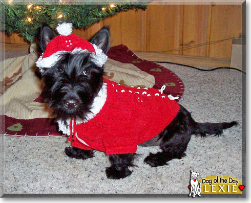 Lexie, the Dog of the Day