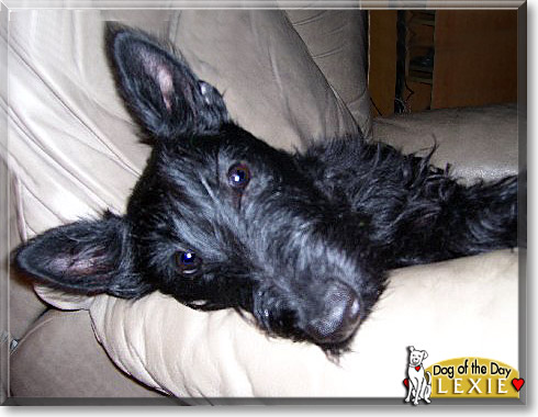 Lexie, the Dog of the Day
