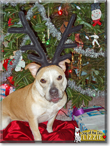 Lizzie, the Dog of the Day Lizzie, the Dog of the Day