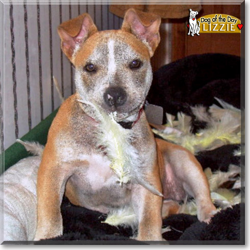 Lizzie, the Dog of the Day Lizzie, the Dog of the Day